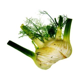 Fenchel